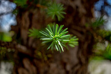 A Small Branch Of A Fir Tree Against The Background Of The Trunk In Close - Up . Very Soft Focus