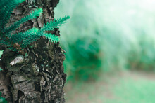 Selective Focus Of Pine Tree Bark With Blur Green Background.