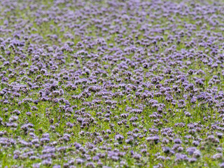 Canvas Print - phacelia