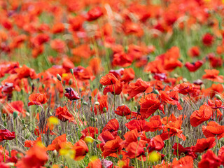 Canvas Print - Mohn