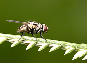 Macro photography of fly and green background with selective focus