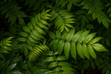 Close-up Of Wet Green Fern Leaves Outdoors