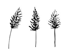 Simple Hand Drawn Black Outline Vector Drawing. Panicles Of Pampas Grass, Reeds. Dry Plants. Sketch In Ink.