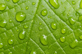 Fototapeta Na drzwi - Green leaf with water drops, abstract background
