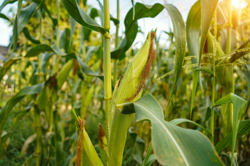 Corn field close up. Selective focus.Green Maize Corn Field Plantation in Summer Agricultural Season.