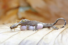 A Young Tokay Gecko Is Eating A Cricket. This Reptile Has The Scientific Name Gekko Gecko.