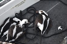 A Collection Of Long-tailed Ducks