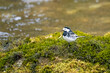 Close up of Pied wagtail (Motacilla alba) on moss on the bank of a stream