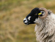 Close up of a Black Faced  Sheep in Profile with curling horn