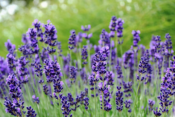 Wall Mural - bright purple lavender flower closeup in street garden. blurred background of urban park. English lavender. scientific name Lavandula Angustifolia. herbs and fragrances concept. colorful spring garden