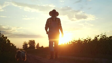 Sticker - farmer silhouette. a male farmer walk along a road among a field of sunflowers. farm agriculture business concept. man farmer working in a field of sun sunflowers. senior agriculture agronomist