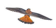 Wild Male Southeastern American Kestrel - Falco Sparverius In Flight, Back Dorsal View With Wings And Tail Spread. Isolated Cutout On White Background