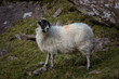 Irlandia , owca na tle ziekonejntrawy i kamieni .