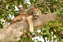 Juvenile Lion In A Tree. The Ishasha Sector Of Queen Elizabeth National Park Is Famous For The Tree Climbing Lions, Who Climb To Escape Heat And Insects, And Have A Clear Vantage Point.