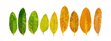 Different Colors Of Leaves Plants On White Background That Indicate Stage Of Life. Concept Of Transition And Variation, Birth To Death, Aging, Growth, Death. Cradle To Grave.