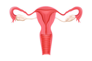 Female healthy reproductive system. Uterus isolated on a white background. Human internal organ. Realistic 3d vector design illustration.