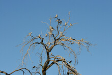 Cape TurtleDoves In A Dead Tree In The Kgalagadi