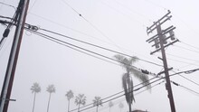 Palm Trees In Fog On American City Street, Misty Foggy Cloudy Weather In California, USA. Power Wires Or Lines On Wooden Pole. Electricity Cable On High Voltage Post. Gloomy Moody Dramatic Atmosphere.