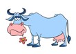 Cartoon phlegmatic cow. Vector illustration isolated on white. Cartoon blue cow.