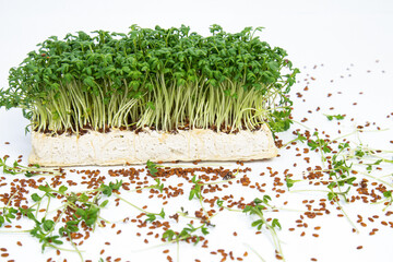 Watercress salad on a white background, seeds and greens lie nearby.Hand grown microgreens.the concept of vitamins, your garden, diet, proper nutrition. High quality photo