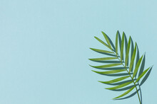Tropical Palm Leaves At Pastel Background, Summer Background.