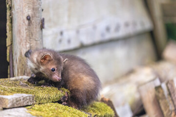 cute young marten is lposing on a wooden house. horizontally.