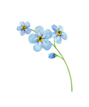 Forget Me Not Flower. Watercolor Illustration Isolated On White. 