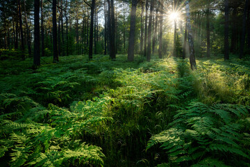 Beautiful sunny morning in the green forest