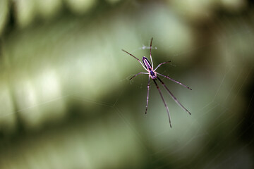 Wall Mural - spider on the web, nacka, sverige, sweden,stockholm