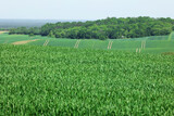 Fototapeta Fototapety z widokami - Pejzaż  zielonych pól uprawnych na wzgórzach w oddali. 