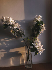 Wall Mural - Beautiful blooming apple branch on windowsill in evening sunlight against wall. Atmospheric moody image. Creative spring details, art wallpaper. Vertical phone photo