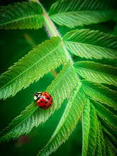 Ladybug On Green Leaf