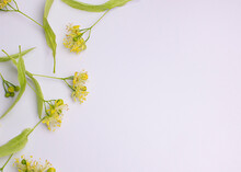 Individual Linden Flowers On A White Background,
