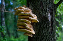 Large Yellow Fungus On A Tree, Hub