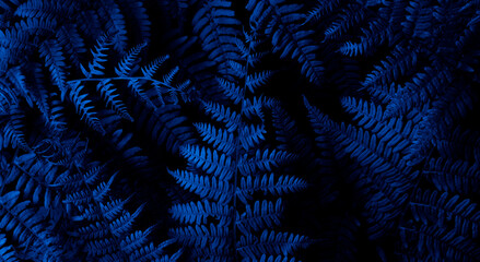  forest fern leaves in blue light