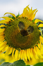 Sunflower Closeup. Heart In A Flower. Sunflower Flower In The Shape Of Heart. Field With Sunflowers. Advertising Banner. Advertising Sunflower Seeds And Oil.