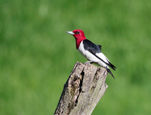 Redheaded Woodpecker ( Melanerpes Erythrocephalus) Standing On A Tree Stump In Front Of A Green Background Calling.