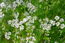 Small White Inflorescences Of Coriander Herb Flowers. Natural Vegetable Flower Background