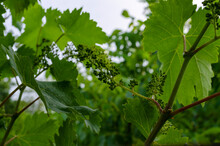 Grapevine With Baby Grapes And Flowers - Flowering Of The Vine With Small Grape Berries. Young Green Grape Branches On The Vineyard In Spring Time.