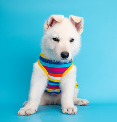 Wall Mural - funny puppy dog with travel costume studio portrait on isolated background