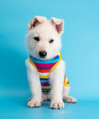 Wall Mural - funny puppy dog with travel costume studio portrait on isolated background