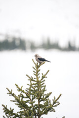 bird on a branch in the winter time