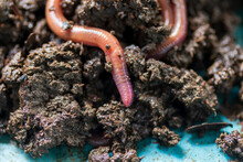 Earthworm Moving On The Fertile Soil. Dendrobaena Is A Burrowing Annelid Worm That Lives In The Soil, If Many In The Soils, That Soil Are Rich In Organic Matter. Earthworms As Bait For Fishing.
