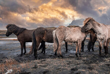Herd Of Horses Standing By Black Sand Beach. Animals Grazing On Dramatic Landscape With Mountain In Background. Domestic Mammals In Volcanic Valley Against Cloudy Sky During Sunset.