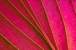 Red leaves with clear texture and details in a macro close-up.