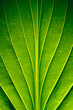 Green leaves with clear texture and details in a macro close-up.