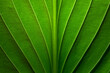 Green leaves with clear texture and details in a macro close-up.