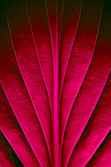 Wall Mural - red leaves with clear texture and details in a macro close-up.