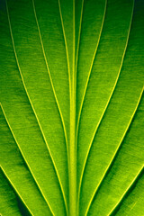 Wall Mural - green leaves with clear texture and details in a macro close-up.