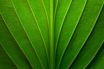 Wall Mural - green leaves with clear texture and details in a macro close-up.